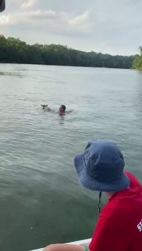 Il se jette à l'eau pour sauver un faon de la noyade