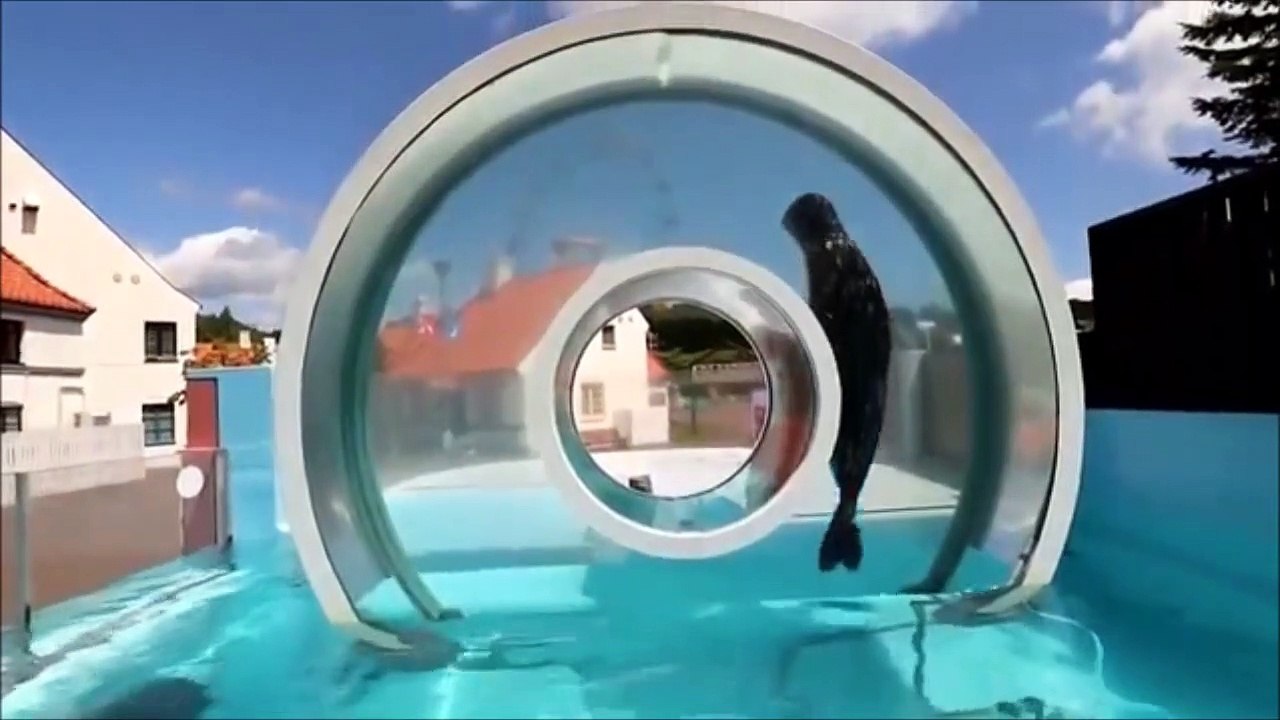 Regardez ce phoque nager dans son aquarium circulaire au dessus de l'eau