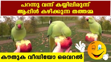 parrot eating apple in a cute way | Oneindia Malayalam