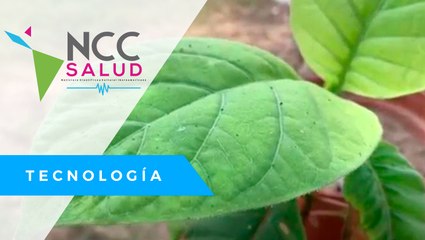 Árbol de qui­na, al bor­de de la ex­tin­ción en Perú