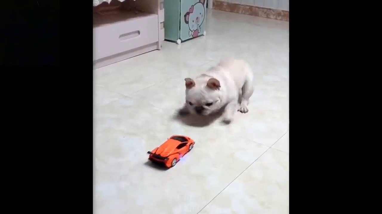 Funny Pets Video 2020