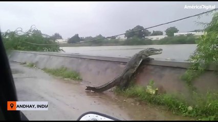 Cocodrilo gigante cruza la vía y salta hacia un canal de agua en India