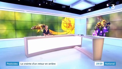 Insecticides : une dérogation pour les néonicotinoïdes autorise leur retour sur le marché
