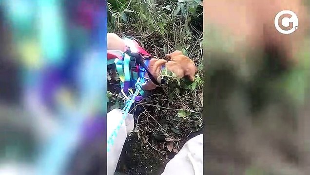 Cadela é resgatada por bombeiros em penhasco no interior de Apiacá