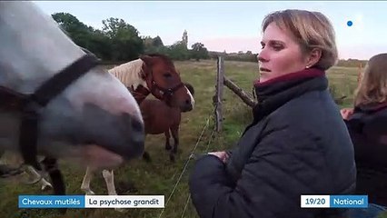 Mutilations de chevaux : psychose chez les éleveurs