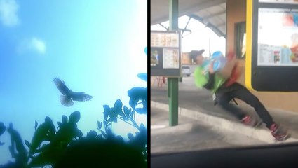 Hawk Vs Drone & When Slushies Attack