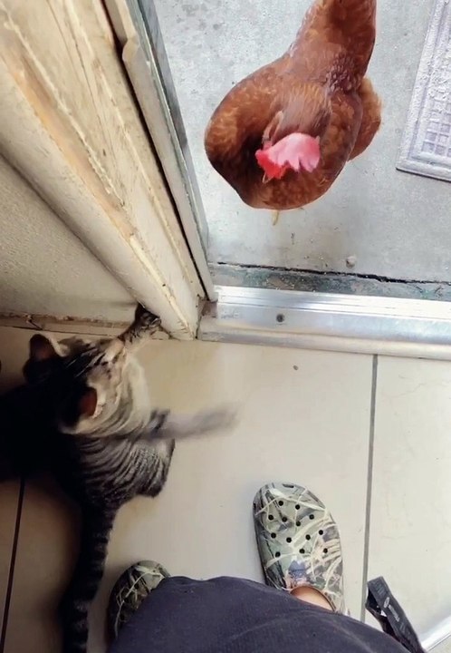 Cunning Kitten Spars with Chicken