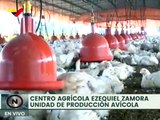 Al menos 300 mil kilos de pollo por ciclo produce el Centro Agrícola Ezequiel Zamora en Bolívar
