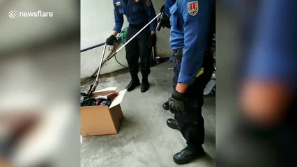Snake found hiding in cardboard box in woman's home
