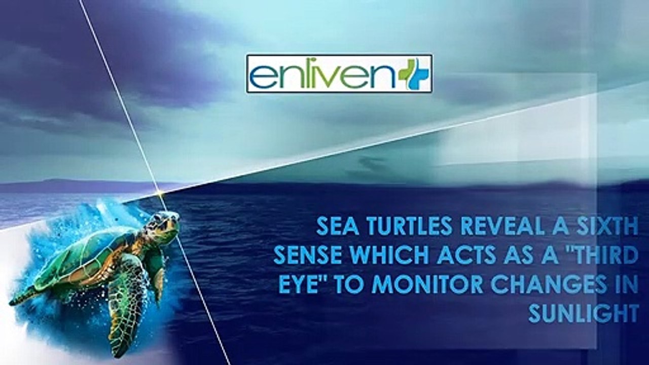 Sea turtles reveal a sixth sense which acts as a "third eye" finding their way to home & to monitor changes in sunlight.