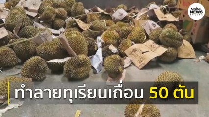 จีนทำลายทุเรียนเถื่อนกว่า 50 ตัน ชี้ ราชาผลไม้ต้องจากไทย - มาเลย์ เท่านั้น | Springnews | 3 ก.ย.63