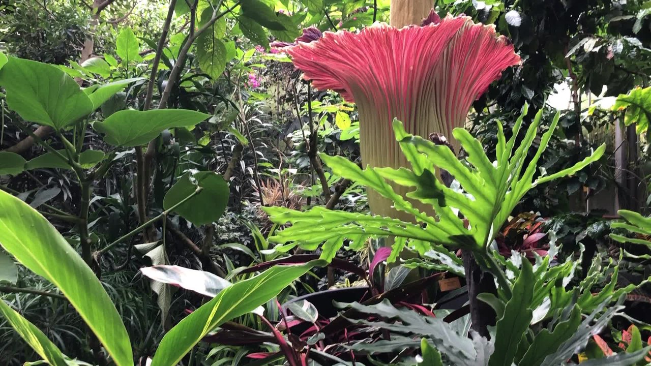 Pairidaiza floraison 2