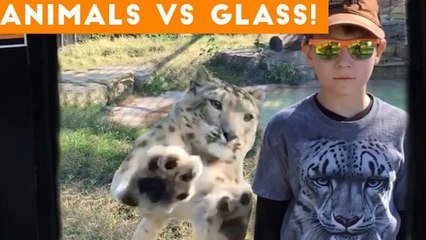 Ultimate Animals Vs Glass Compilation March 2018 _ Funny Pet Videos