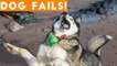 Dogs Have a Ruff Life Funny Fails Comp April 2018 _ Try Not to Laugh Animals Funniest Pet Videos
