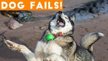 Dogs Have a Ruff Life Funny Fails Comp April 2018 _ Try Not to Laugh Animals Funniest Pet Videos