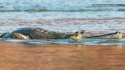 Scientists Say Identifying the Gender of Dinosaurs is Harder Than We Thought