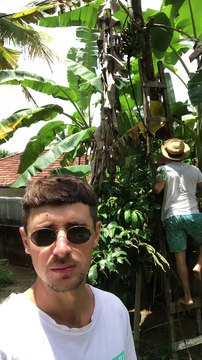 Man Loses Balance While Picking Bananas