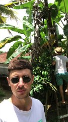 Man Loses Balance While Picking Bananas