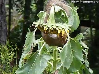 Squirrel Secures Sunflower Seeds by Any Means Necessary