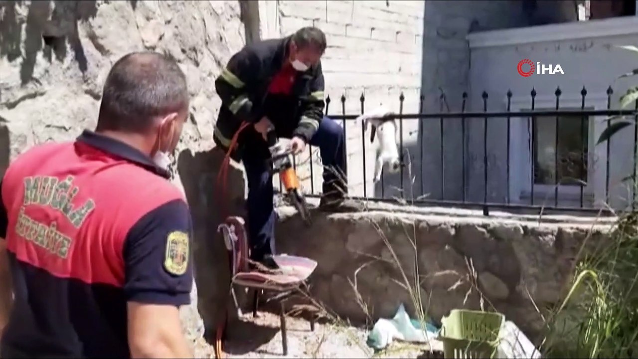 Çatıdan atlayan kedi demir parmaklıklara saplandı