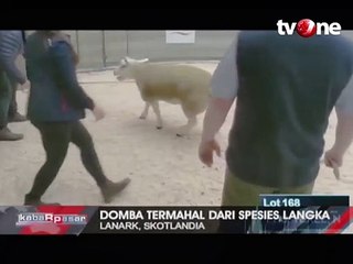 Domba Termahal di Dunia Harganya Rp 7 Miliar