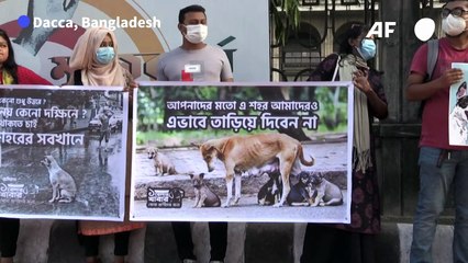 Manifestation au Bangladesh après le déplacement de chiens errants