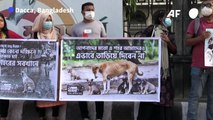 Manifestation au Bangladesh après le déplacement de chiens errants