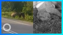 Momen tragis induk gajah tunggu jasad bayinya yang ditabrak mobil - TomoNews