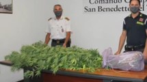 Spinetoli (AP) - Coltiva marijuana in giardino casa, denunciata 34enne (03.09.20)