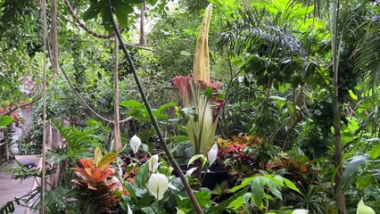 Floraison rare de l'Arum titan à Pairi Daiza