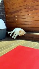 Sleepy Puppy Slides Off Step