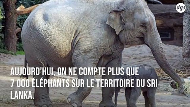 Face au déclin des éléphants, le Sri Lanka va interdire l’importation de produits plastiques