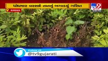 Heavy rain destroyed ripened crops in Kalavad, farmers seeking govt help
