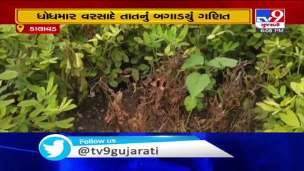 Heavy rain destroyed ripened crops in Kalavad, farmers seeking govt help