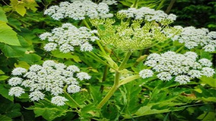 दुनिया का जहरीला पौधा, जिसे केवल छूने से जा सकती है जान । Poisonous Plant In World । Boldsky