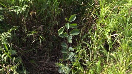 Vert Demain : Projet de végétalisation des bandes riveraines de la rivière Centrale