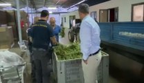 Vibo Valentia - Sequestrati 600 chilogrammi di marijuana (03.09.20)