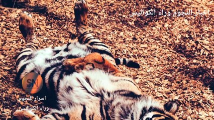 أسباب #أنواع_الخمول_الجسدي #طرق_علاجه أسباب الخمول الجسدى وطرق علاجة#