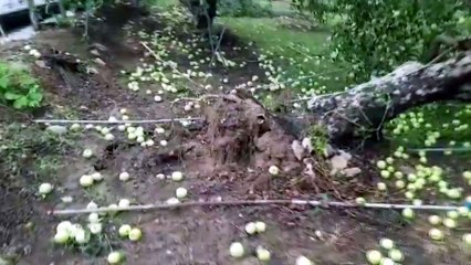 "할 말을 잃었어요"...수확 앞두고 태풍에 주저앉은 농심 / YTN