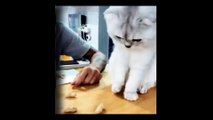 Baby Cats - Cute and Funny Cat Videos Compilation daily motion