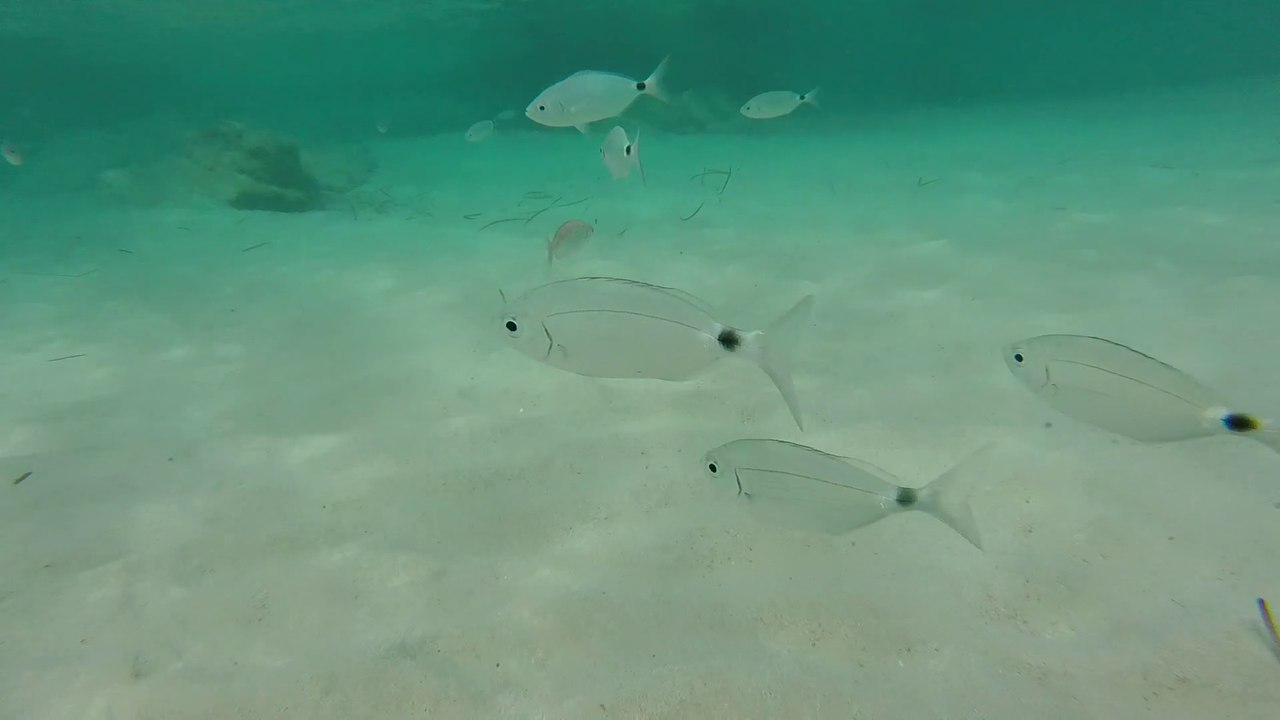 Snorkeling sur la plage du Grand Sperone à Bonifacio