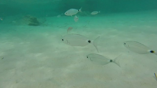 Snorkeling sur la plage du Grand Sperone à Bonifacio