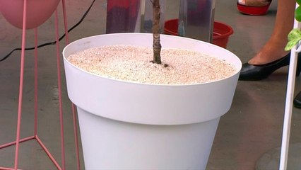 bd-escoger-maceta-adecuada-para-planta-de-interior-030920