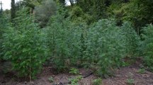 Carinola (CE) - Sequestrata piantagione di marijuana: arrestato 24enne di Mondragone (03.09.20)