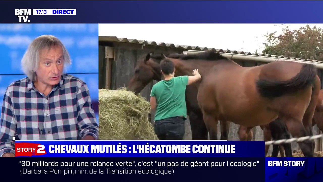 Chevaux mutilés: ce vétérinaire pointe "un défaut de savoir-faire en médecine légale vétérinaire en France"