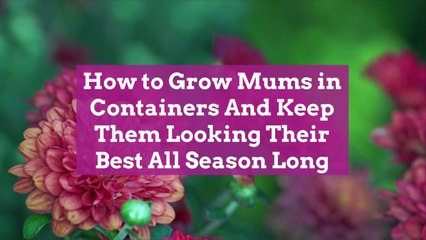 How to Grow Mums in Containers And Keep Them Looking Their Best All Season Long