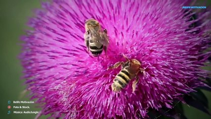 El que no quiso cuando pudo no podra cuando quiera