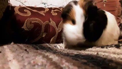 CAVIA PORCELLUS TURMERIC 20191003_082533