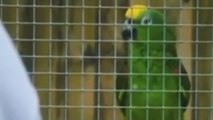 Watch: Parrot sings Beyonce’s song