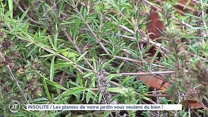 Insolite // Les plantes de votre jardin vous veulent du bien !